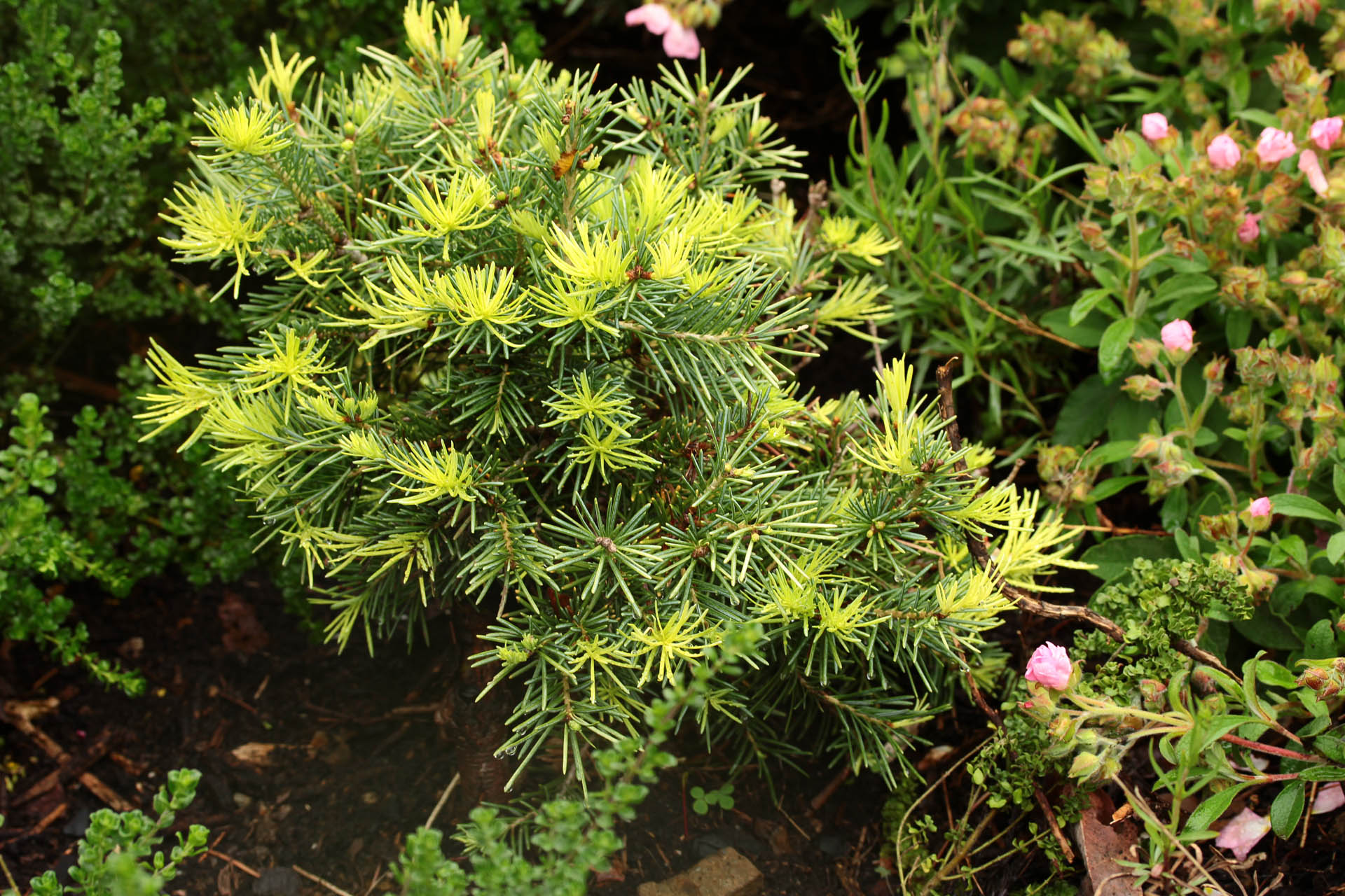 Abies lasiocarpa 
